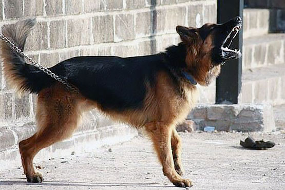 Pena pecuniária de um salário para dona de cães agressivos que atacaram vizinha