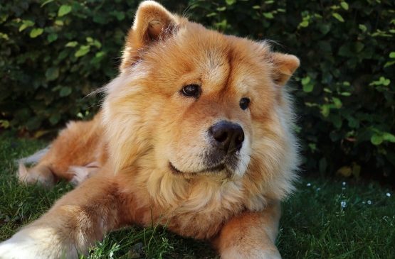 Homem que furtou cão da raça Chow Chow tem pena confirmada pelo Tribunal de Justiça