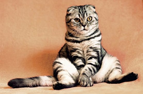 Juíza decide que gato Mingau, disputado por casal separado, terá guarda compartilhada