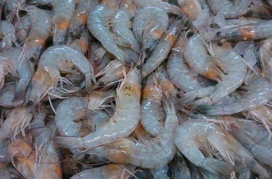 Produtor de camarão atacado por vírus consegue anular dívida contraída junto a banco